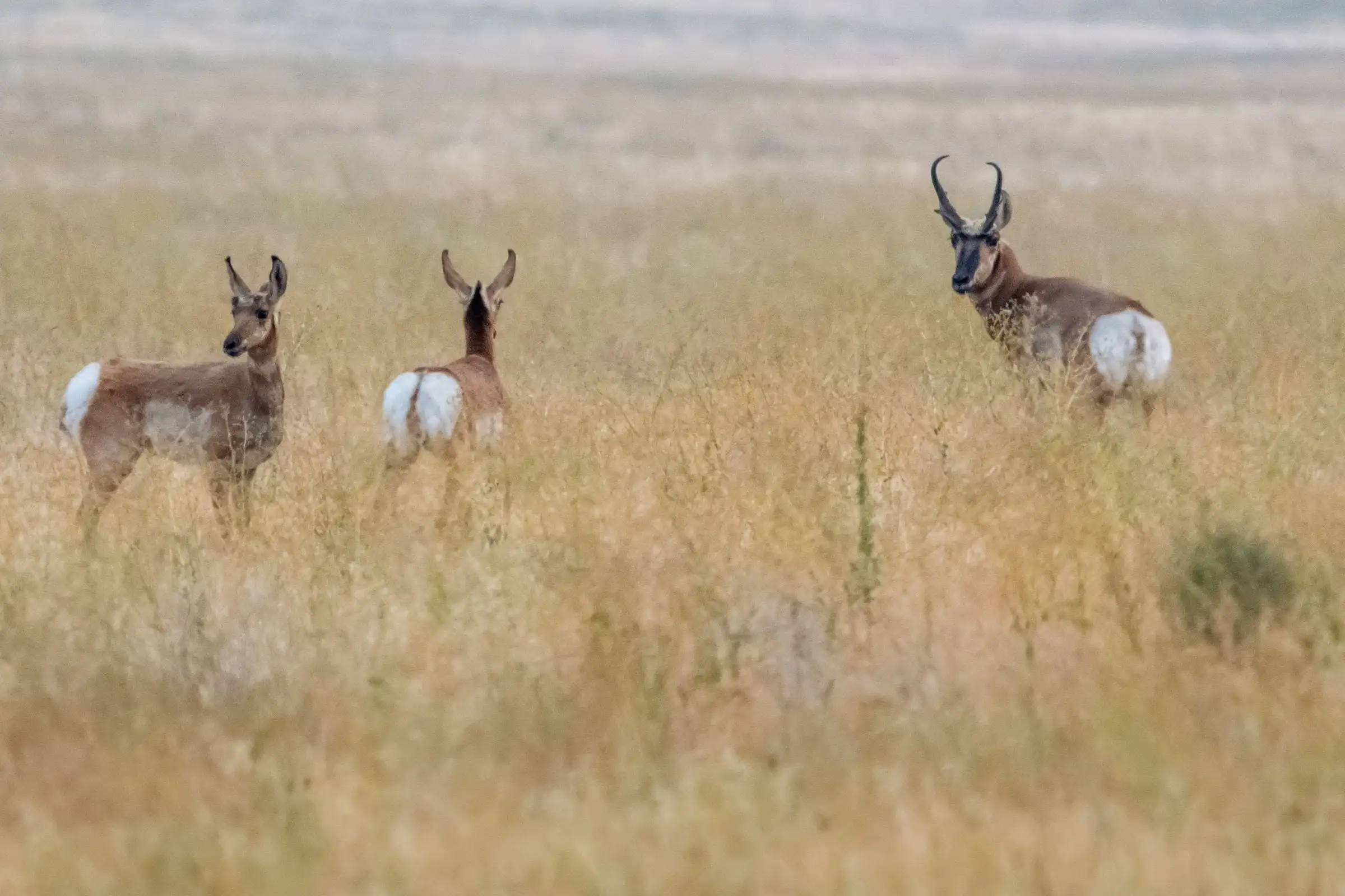 Pronghorn standing in tall dry grass on an open prairie