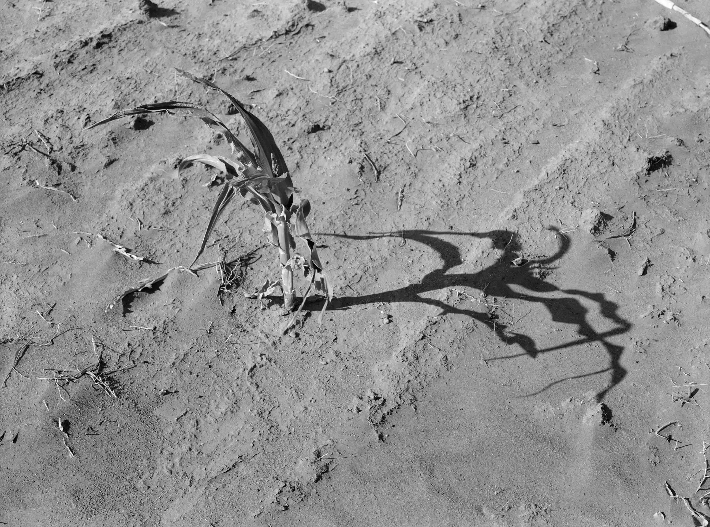 A withered cornstalk on bare, dry ground near Terry, photographed in the drought of July 1936